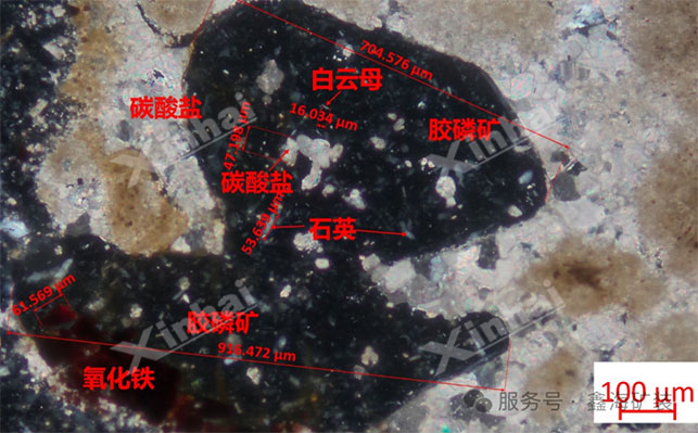 膠磷礦礦石嵌布圖